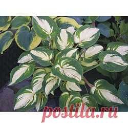 Hosta Ghostmaster