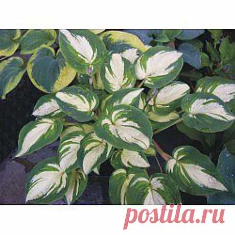 Hosta Ghostmaster