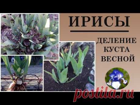 Размножение ирисов  весной.  Рассаживаем вовремя и правильно.