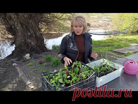 КАК ПРАВИЛЬНО ЗАКАЛЯТЬ РАССАДУ . Закаливание рассады томатов и перца.