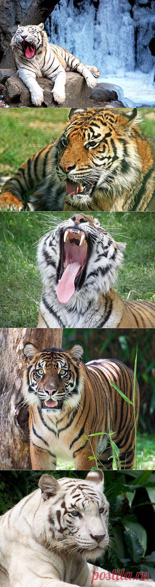 Видела.Ru » Тигры – это большие кисы (27 фото)