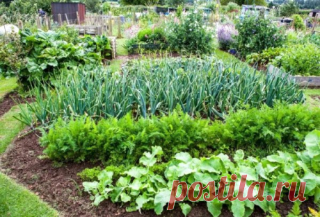 Смешанные посевы огородных культур для повышения урожайности
#огород #смешанныепосевы #повышениеурожайности