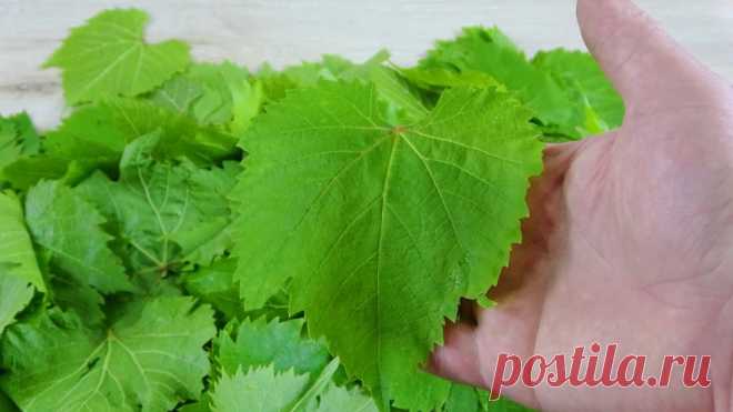 Свежие виноградные листья круглый год