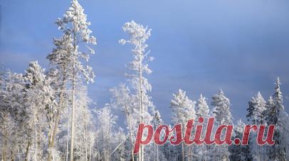 Госдума запретила сплошные рубки леса на Байкале. Государственная дума приняла во втором и третьем, окончательном чтении законопроект, который запрещает сплошные рубки в центральной экологической зоне Байкальской природной территории. Исключение составляют только санитарные рубки погибших лесов. Читать далее