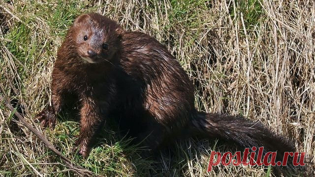 Норка (25 фото)