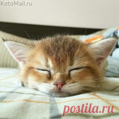 Няшный мурлыка)