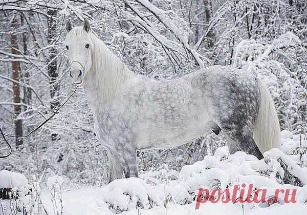 (13) Facebook