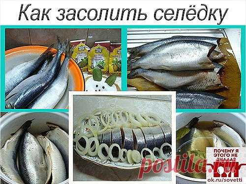 Как засолить селедку
А какая получается вкуснятина… Больше никогда не покупаю магазинную соленую селедку!
Скажу вам более… этот рецепт великолепно подходит для засолки скумбрии и любой красной рыбы.
Ингредиенты
- сельдь – 1 кг;
- поваренная соль – 6 стол. ложки без горки;
- перец душистый горошком – 10 шт.;
- сахарный песок – 3 стол. ложки;
- лавровый лист – 3-4 шт.;
- вода – 1 литр.
Приготовление
1. Наливаем в кастрюлю воду и доводим ее до кипения.
2. Добавляем к воде сахарный песок, поварен
