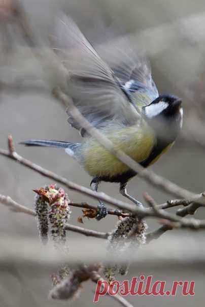 понимаешь, мой мальчик, за выдохом будет вдох. будут мухи жужжать серенады в оконной раме, и руками твоими скворечник построит Бог для вертлявой синицы с оливковыми птенцами. твой апрель пахнет хвоей и липкой древесной смолой, и сосновые ветви рассованы по карманам. старый лес разрешает богатства забрать домой, где из шишек варенье янтарное сварит мама.

бесконечной зимой оно самое вкусное. самое-самое.

понимаешь, мой милый, за годом последует год. акварель выцветает на с...