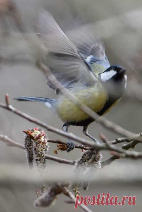 понимаешь, мой мальчик, за выдохом будет вдох. будут мухи жужжать серенады в оконной раме, и руками твоими скворечник построит Бог для вертлявой синицы с оливковыми птенцами. твой апрель пахнет хвоей и липкой древесной смолой, и сосновые ветви рассованы по карманам. старый лес разрешает богатства забрать домой, где из шишек варенье янтарное сварит мама.

бесконечной зимой оно самое вкусное. самое-самое.

понимаешь, мой милый, за годом последует год. акварель выцветает на с...