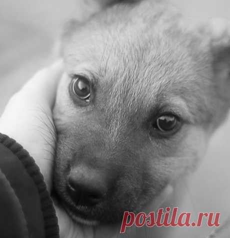 Не бойтесь запачкать стену в ВКонтакте мотиваторами, репостами, историями о животных...Бойтесь запачкать душу безразличием и равнодушием...Благодаря вашим перепостам, многие могут задуматься...или полностью изменить своё отношение к животным....