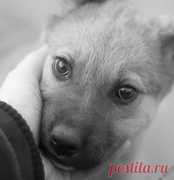 Не бойтесь запачкать стену в ВКонтакте мотиваторами, репостами, историями о животных...Бойтесь запачкать душу безразличием и равнодушием...Благодаря вашим перепостам, многие могут задуматься...или полностью изменить своё отношение к животным....