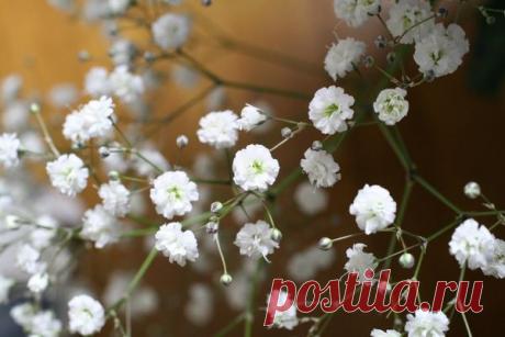 Посадка и уход за гипсофилой. Фото метельчатой гипсофилы