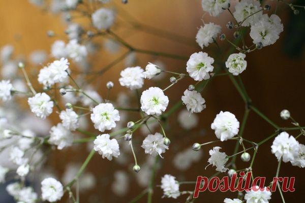 Посадка и уход за гипсофилой. Фото метельчатой гипсофилы