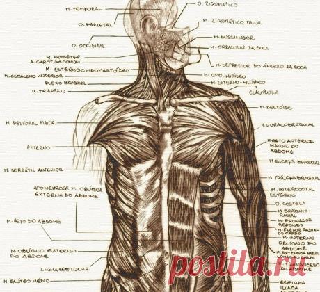 Влияние гормонов на поведение: Тестостерон способствует правдивости, а Окситоцин — лживости Экология здоровья: Избыток или недостаток тестостерона повышает жадность. Любопытно, что резкое снижение тестостерона тоже снижает щедрость. У людей с пониженным содержанием тестостерона в крови могут усиливаться такие качества как скупость, склонность к накопительству.