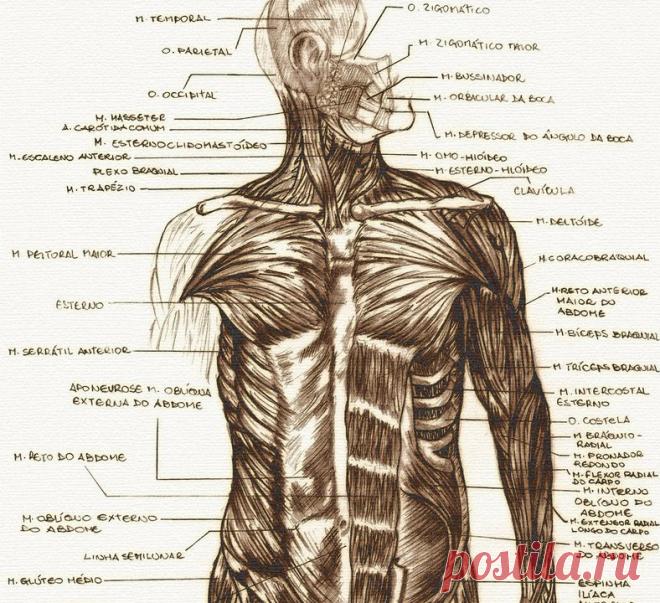 Влияние гормонов на поведение: Тестостерон способствует правдивости, а Окситоцин — лживости Экология здоровья: Избыток или недостаток тестостерона повышает жадность. Любопытно, что резкое снижение тестостерона тоже снижает щедрость. У людей с пониженным содержанием тестостерона в крови могут усиливаться такие качества как скупость, склонность к накопительству.