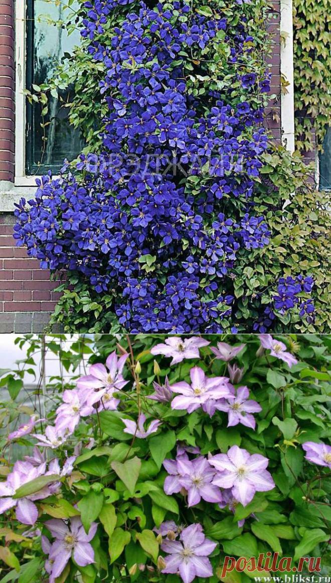 Как подобрать «ключи» к клематису.