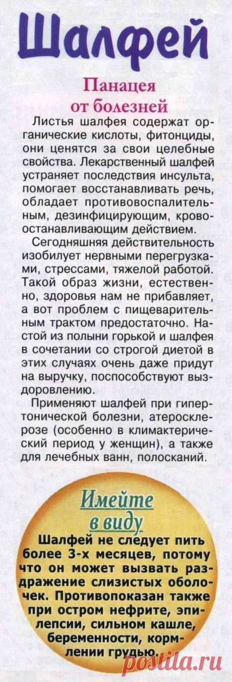 Шалфей - панацея от болезней