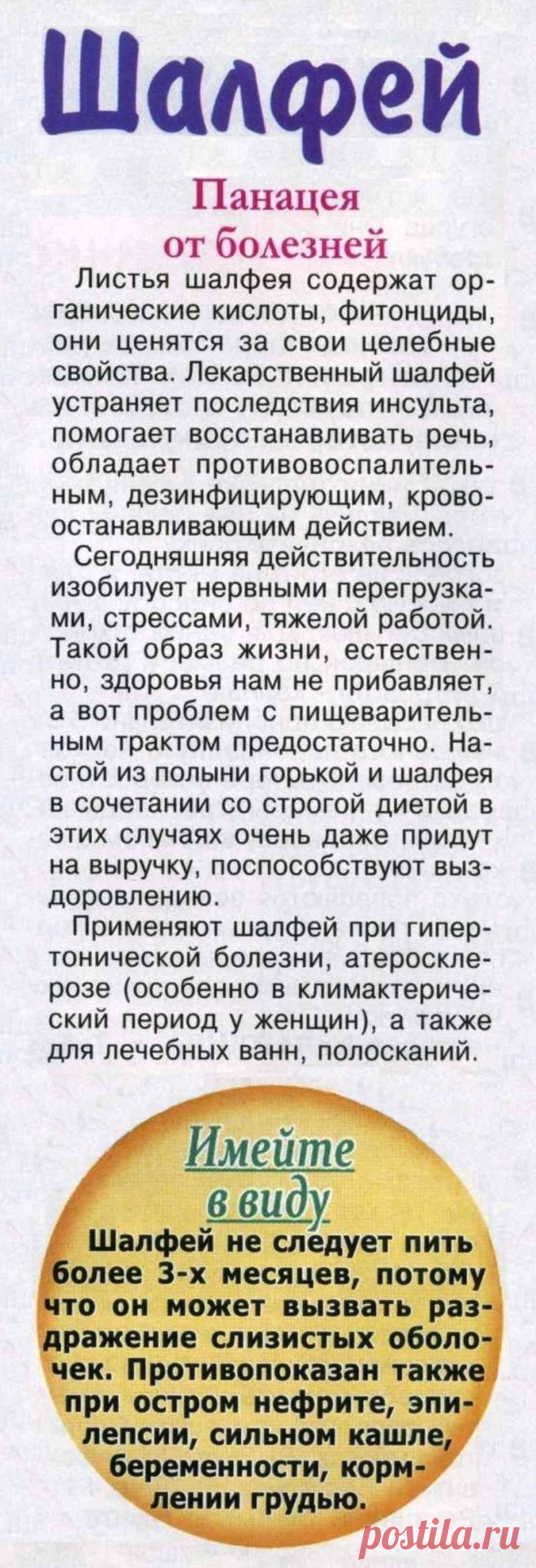 Шалфей - панацея от болезней