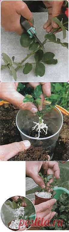 Письмо «I Love Animals. и другие популярные материалы на Постила.ru» — Постила.ru — Яндекс.Почта