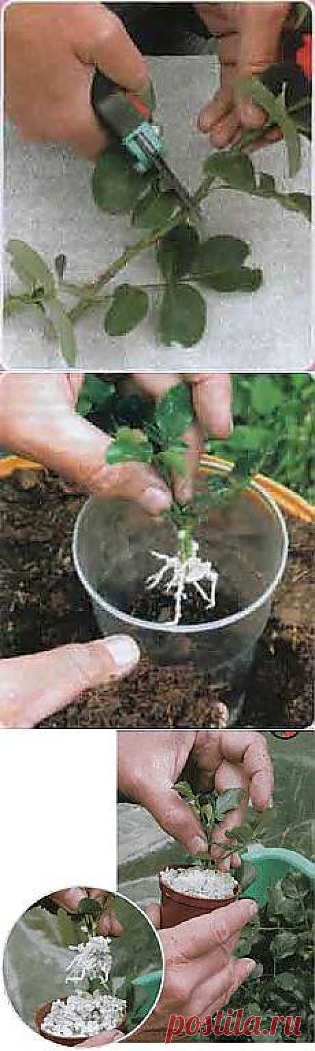 Письмо «I Love Animals. и другие популярные материалы на Постила.ru» — Постила.ru — Яндекс.Почта