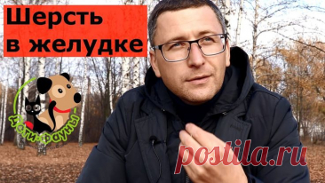 Шерсть в желудке и кишечнике кошки, в чем опасность? Как можно помочь самостоятельно?