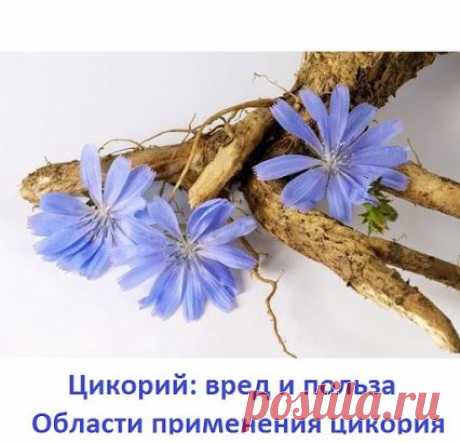 Цикорий: вред и польза. Области применения цикория 

Полезные свойства цикория настолько обширны, что их подробное перечисление может занять много времени. В этой статье мы лишь перечислим основные полезные свойства, а также области его применения.