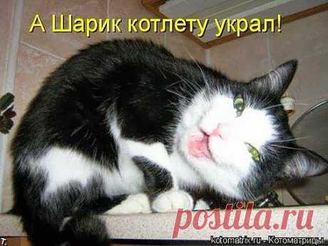 ЗАБАВНЫЕ ЖИВОТНЫЕ: Смеяться медленно и тихо.) - natali5357@mail.ru - Почта Mail.Ru