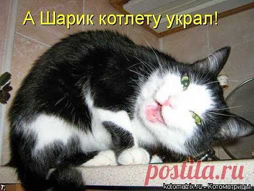 ЗАБАВНЫЕ ЖИВОТНЫЕ: Смеяться медленно и тихо.) - natali5357@mail.ru - Почта Mail.Ru