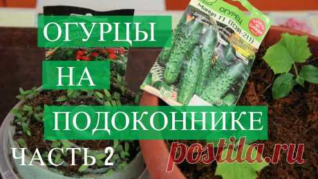 Огурцы на подоконнике. Часть 2. (03.01.2017) Что делать, если огурцы на подоконнике вытянулись. Также поговорим о посадке томатов на подоконнике. Огород на подоконнике - это возможность кушать витамины ...