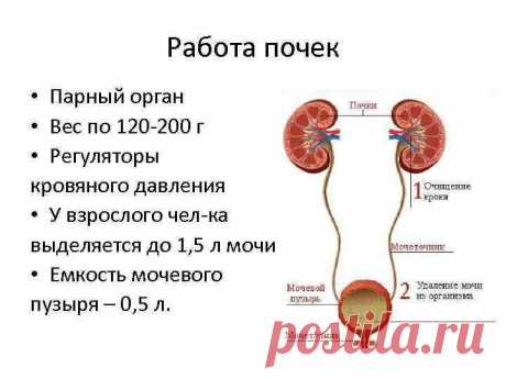 6 вещей, которые помогают сохранить почки здоровыми до глубокой старости | Здоровье и психология | Яндекс Дзен