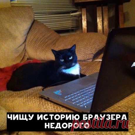 Резюме от котиков