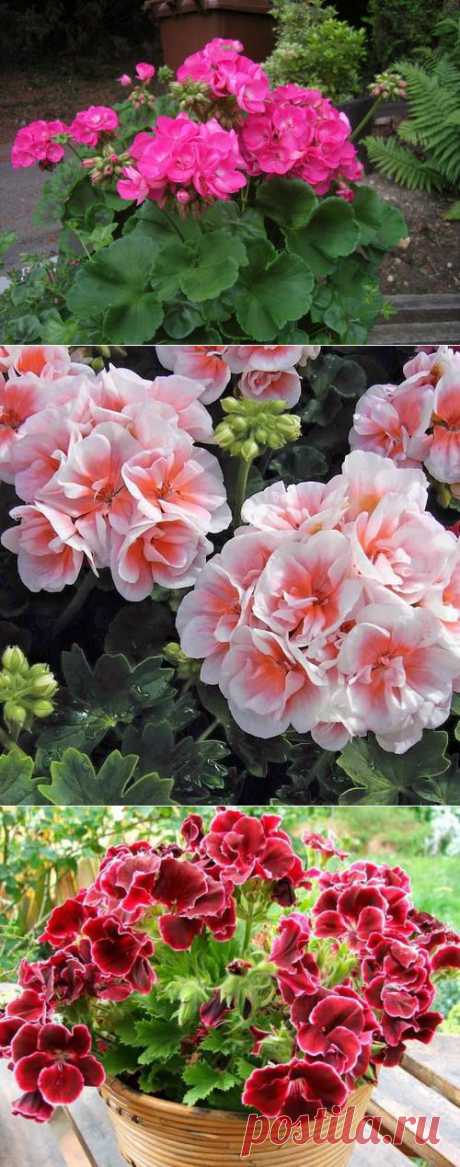 Красавица пеларгония - и украшает, и лечит....))).