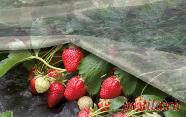Каковы особенности пересадки клубники — Дачный участок