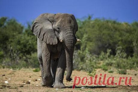 Турист на сафари отошел в туалет и погиб под ногами разъяренного слона. Турист из Саудовской Аравии в национальном парке в Уганде вышел из автомобиля, чтобы справить нужду. Его заметил слон, у которого начался период гона. Разъяренное животное погналось за мужчиной и растоптало его насмерть. Турист отошел слишком далеко от автомобиля и не успел добежать обратно.