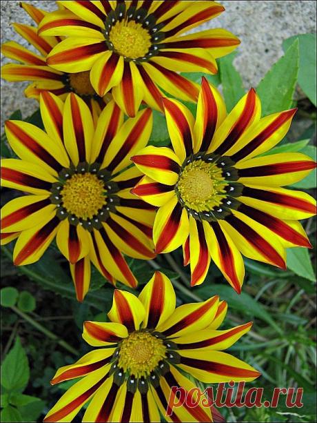 Gazanias.