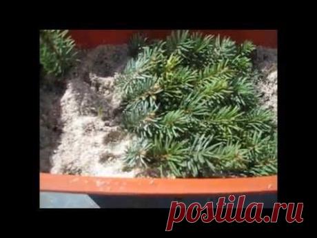 черенкование вечнозелёных растений часть 1