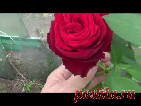 Осенний опыт укорениния розовых черенков