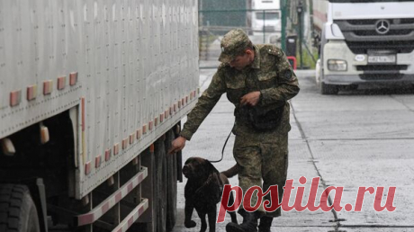 В Приморье китайский турист пытался вывезти клыки кашалота и бивни мамонта