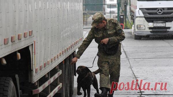 В Приморье китайский турист пытался вывезти клыки кашалота и бивни мамонта