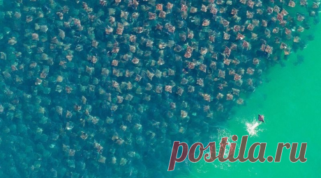 Миграция золотых скатов | Журнал "JK" Джей Кей