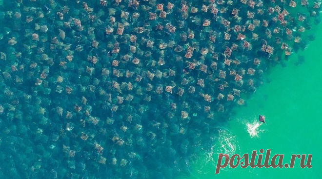 Миграция золотых скатов | Журнал 