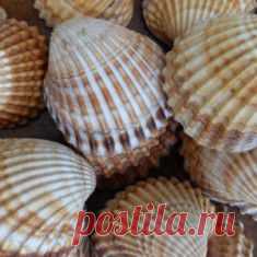 Как обработать ракушки для поделок | ЧудоДети