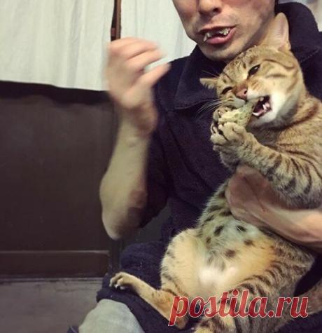 Кототерапия. Подборка забавных фото котов для хорошего настроения. Улыбнитесь! )) | Мечтательная кошка | Яндекс Дзен