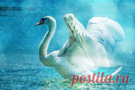 Free photo: Swan, Beautiful, White, Water, Rain - Free Image on Pixabay - 584412