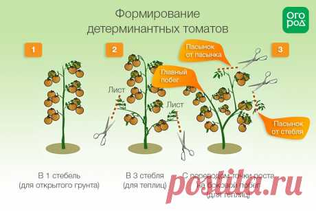 Формирование томатов в теплице и открытом грунте: инструкции и схемы | Томаты (Огород.ru)