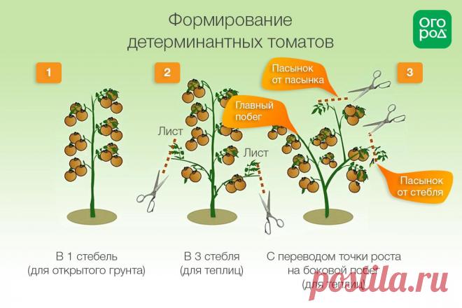Формирование томатов в теплице и открытом грунте: инструкции и схемы | Томаты (Огород.ru)