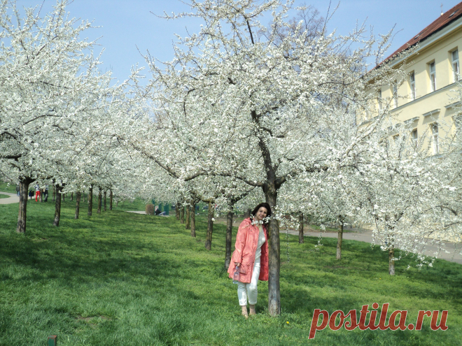 Прогулки по Праге на общественном транспорте и пешком без проф.экскурсий, но с рассказами, показами, фотосессией и ответами на все вопросы - 20 евро/час с чел. либо 100 евро/день за компанию от 2 человек: встреча и проводы к Вам в отель, квитанция об оплате перед выездом на прогулку.