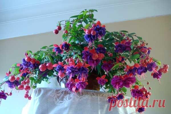 Фуксия: барышня с характером. Фуксию не встретишь на полках цветочных магазинов: слишком капризна красавица, требует особого отношения. Поэтому если вы вознамерились украсить дом этой привередой, ищите ее в «закромах» цветоводов. …