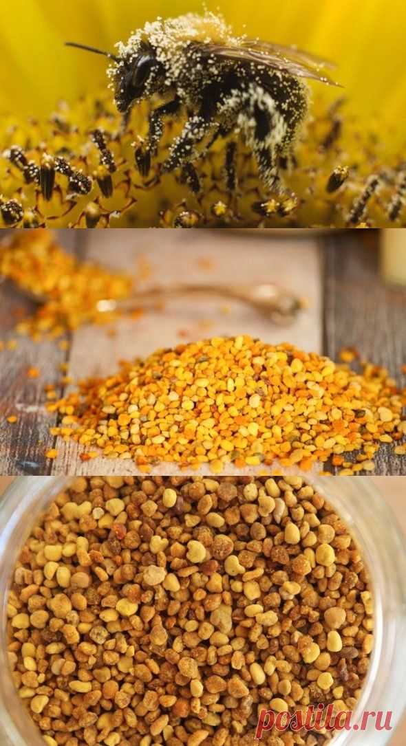 Пчелиная пыльца является одним из самых интересных продуктов пчеловодства.
Источник: http://flowtation.ru/bee-pollen/